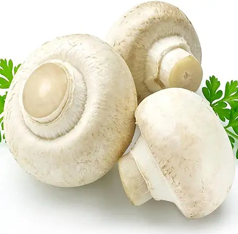 100 Semillas de Setas de Ostra Unids/set, Semillas Anuales Comestibles Naturales Bajas en Grasa D  