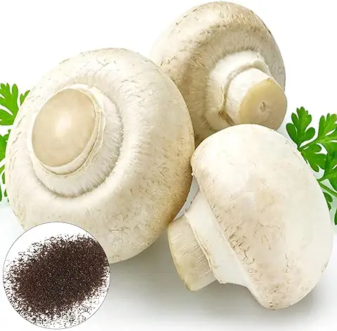 300 Semillas de Setas Unids/bolsa Comestibles Fáciles de Cultivar de alto Rendimiento, Excelentes Semillas de Plantas de Producción para el Jardín Blanco  