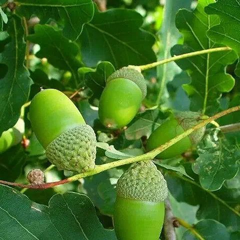 5 Unids/Bolsa Semillas De árboles De Roble Perenne Pleno Sol Buena Cosecha Semillas De Jardín Ecológicas Para Semillas De Plantas De Jardín En Casa Semilla  