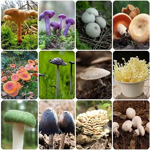 700 Piezas Semillas de Setas - Semillas Saladas Plantas de Balcón Regalos Inusuales Jardín de Hierbas de Interior Setas, Hongos, Setas, Hierbas de Jardín Semillas Cultivo de Hortalizas Jardi  