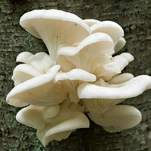 Benoon Semillas De Setas, 100Pcs / Bolsa Semillas De Setas De Ostra Perlada No OMG Buena Cosecha Sótano Blanco Semillas De Agaricus Ecológicas Para Jardín Semilla  