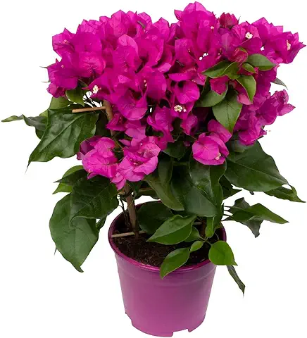 DECOALIVE Planta Exterior Bougainvillea Ideal para Terraza y Jardín, 8435712006323  
