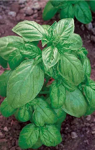 Germisem Genovese Semillas de Albahaca 4 g  