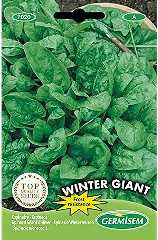 Germisem Winter Giant Semillas de Espinacas 15 g  