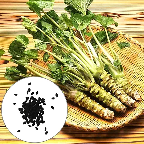 Haloppe Emillas de Rábano Picante para Jardinería, 500 Piezas Semillas de Wasabi Productivas Bien Adaptadas Vitalidad Nutritivas Tolerantes a la Sequía Fácil Germinación Semillas Comestibles de  