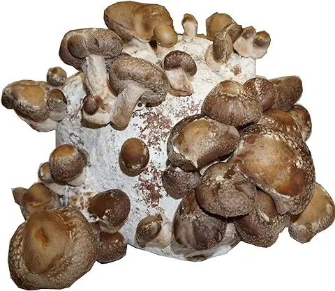 Hawlik Pilzbrut - Bio Cultivo Setas Shiitake - Cultura de Shiitake Orgánico para Cultivar uno Mismo - Setas Autocultivo - Cultivarse Setas Frescas en casa  