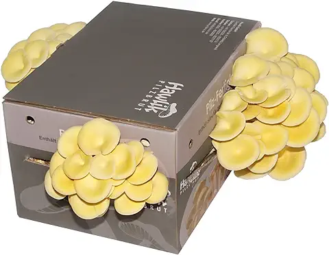 Hawlik Pilzbrut | Cultivo de Setas de Limón I Setas Autocultivo | no se Requieren Conocimientos Previos I kit de Cultivo Casero Juego de Niños I seta de Limón Frescas (grandes)  