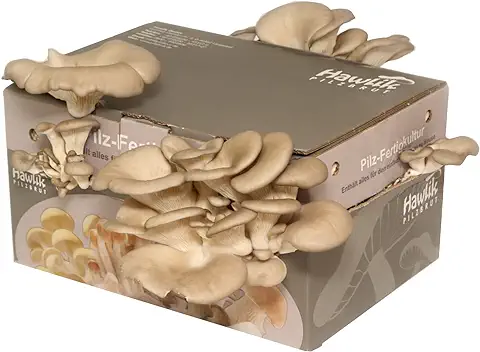 Hawlik Pilzbrut - Set de Cultivo de Setas de Ostra - Cultive y Coseche Usted Mismo Setas Ostra Frescas - Facilísimo - Pequeño kit Cultivo Setas - Set de Cultivo de Setas  