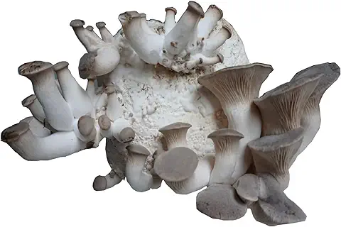 Hawlik Pilzbrut- XXL set de cultivo de setas a base de hierbas orgánicas para el cultivo de su propio (lat. Pleurotus eryngii) - crecer sus propias setas orgánicas