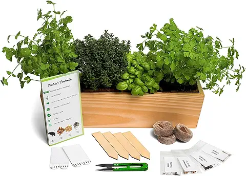Huerto Urbano - Kit de Plantas Aromáticas Culinarias (Tomillo, Cilantro, Albahaca y Perejil) - Semillas Bio - No GMO - Hecho en España - Kit Completo para Cultivar Fácilmente tus Hierbas Frescas  