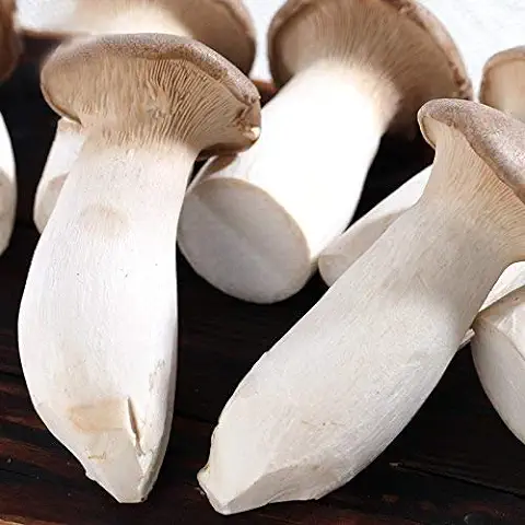 KINGDUO Egrow 50Pcs/Pack Semillas De Setas Plantación De Jardín Comestible Pleurotus Eryngii Semillas Semillas Vegetales  