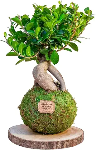 Kokedamas Lucciana Ficus Ginseng Grande - Kokedama Interior | Bola de Musgo Vivo | Planta Natural | Planta Interior o Planta Exterior | Decoración Hogar | Fácil Cuidado y Mantenimiento  