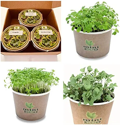 MiniEco Los Microgreens Semillas para Brotes Berro de Jardín Brócoli y Rúcula. Kit de Cultivo de Hierbas - Regalo. Cultive Sus Hierbas Frescas en el Alféizar  