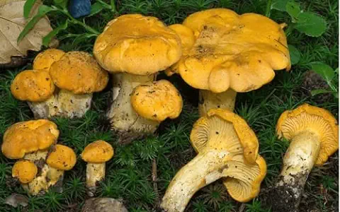 Mycelium - Setas Silvestres Cantharellus Cibarius para Cultivo Propio  