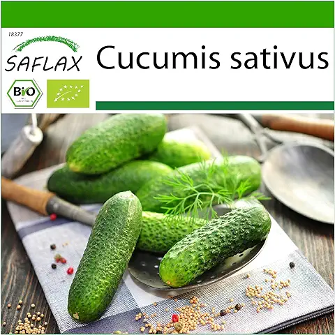 SAFLAX - Ecológico - Pepino - Uva de las Colinas - 15 Semillas - Cucumis Sativus  
