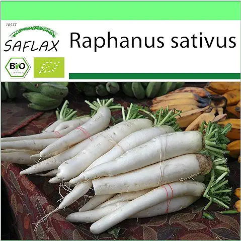 SAFLAX - Ecológico - Rábano - Daikon Japonés - 100 Semillas - Raphanus Sativus  