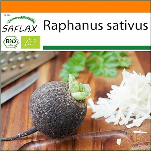 SAFLAX - Ecológico - Rábano - Español Negro - 100 Semillas - Raphanus Sativus  