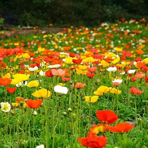 Saterkali Semillas de Papaver Rhoeas, 500 Unids/bolsa Semillas de Papaver Rhoeas Anual Buena Cosecha Semillas de Flores de Jardín de Bonsái Ecológicas para el Hogar Semillas de Amapola de Maíz  
