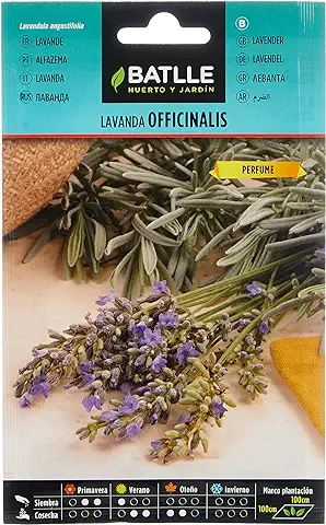 Semillas Batlle - Lavanda OFFICINALIS, Color Morado  