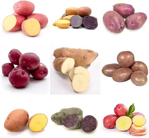 Semillas De Patata Ecologica - Solanum Tuberosum - Semillas Ecológicas Para Plantas En El Interior O Exterior De Su Hogar - Ambiente Sano Y Sostenible En Su Hogar Semillas - 50 Piezas (Multicolor)  