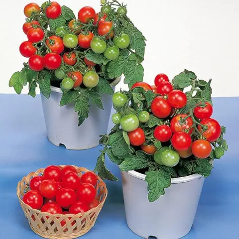 Semillas de Tomate Cherry Red Robin - Tomate Micro Enano Cherry Tradicional Semillas Hortícolas  