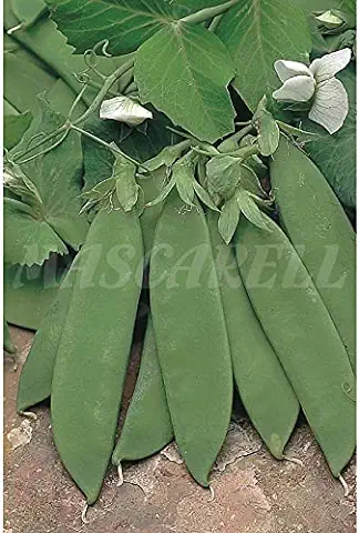 Semillas Hortícolas - Guisante Tirabeque mata alta - Mascarell  