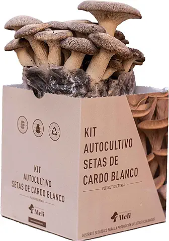 Setas Meli - Kit Autocultivo | Seta de Cardo Blanco, Fresca y Ecológica, con Sustrato Rico en Nutrientes, para los Amantes de la Naturaleza y la Cocina | 5 kg  