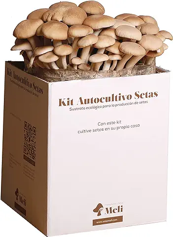 Setas Meli - Kit Autocultivo | Seta de Chopo, Fresca y Ecológica, con Sustrato Rico en Nutrientes, para los Amantes de la Cocina y la Naturaleza | 5 kg  