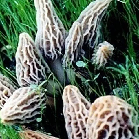 TOYHEART 2000 Piezas De Semillas De Hortalizas De Primera Calidad, Setas De Morchella Semillas No Transgénicas Nutritivas Deliciosas Semillas De Hortalizas Naturales Georgicas para Jardín Marrón  